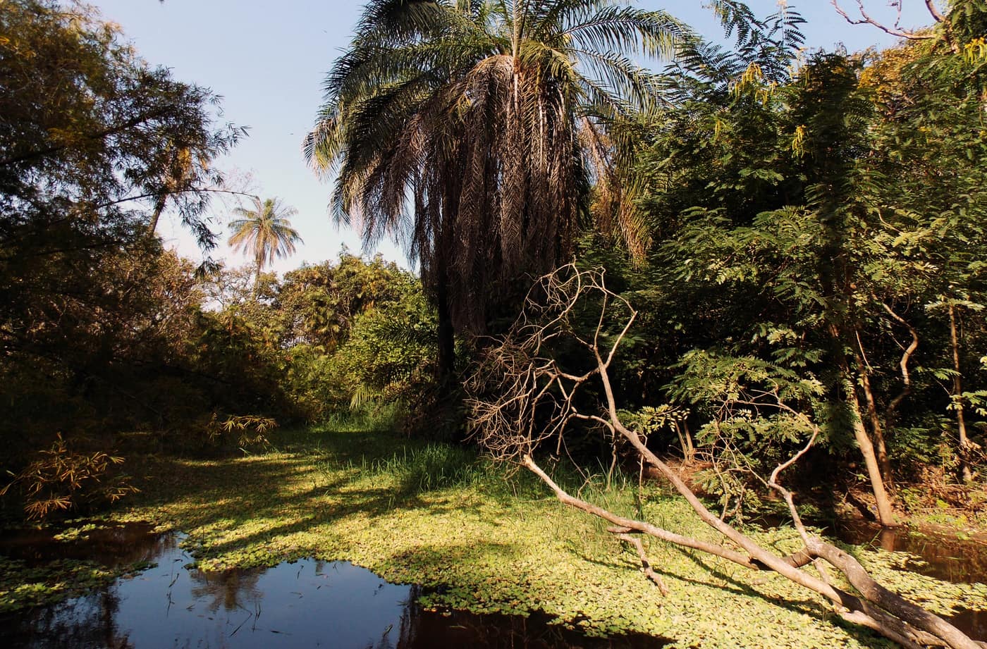 Dense gallery forest inside Abuko Nature Reserve, The Gambia