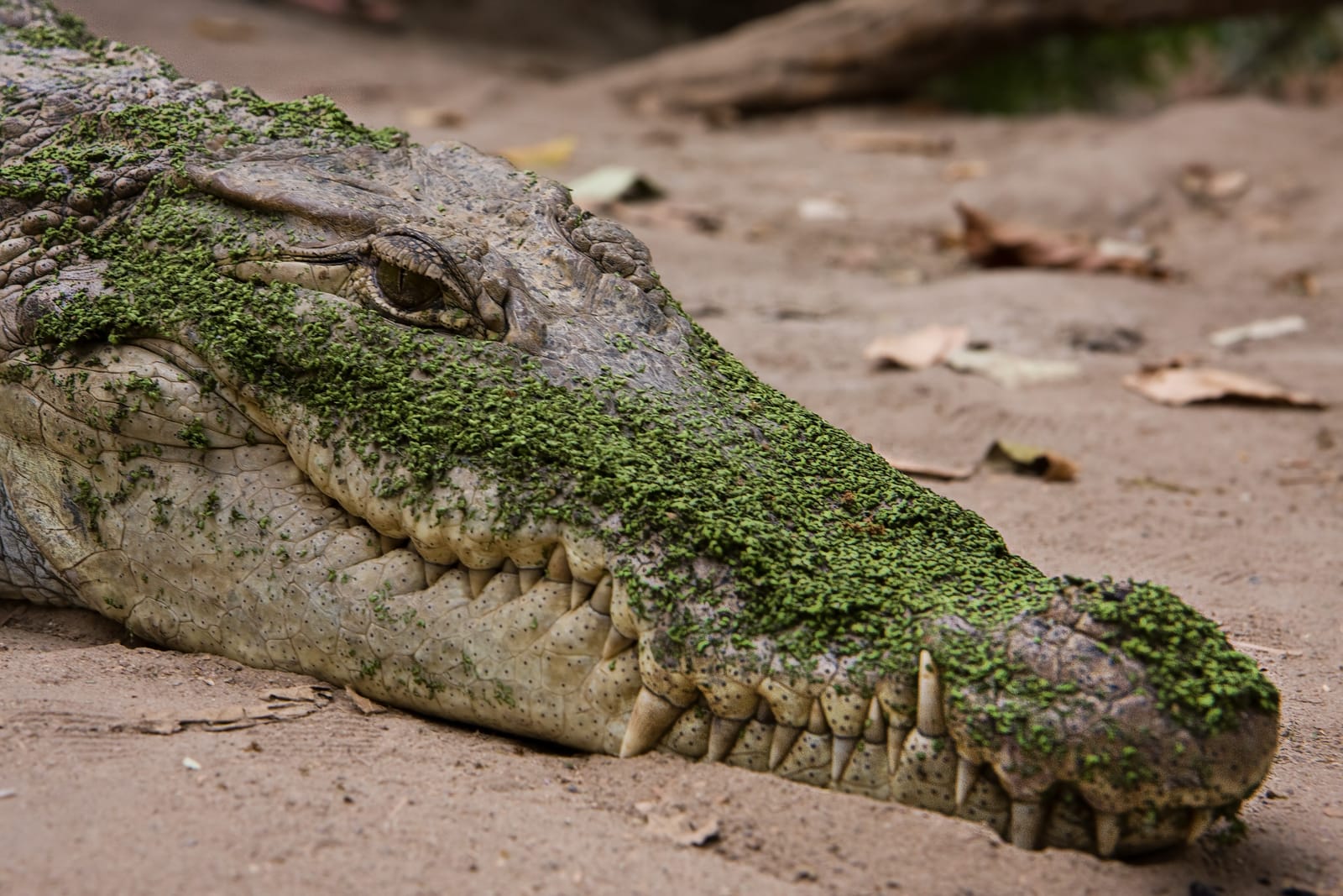 The entrance to Kachikally Crocodile Pool and Museum in Bakau