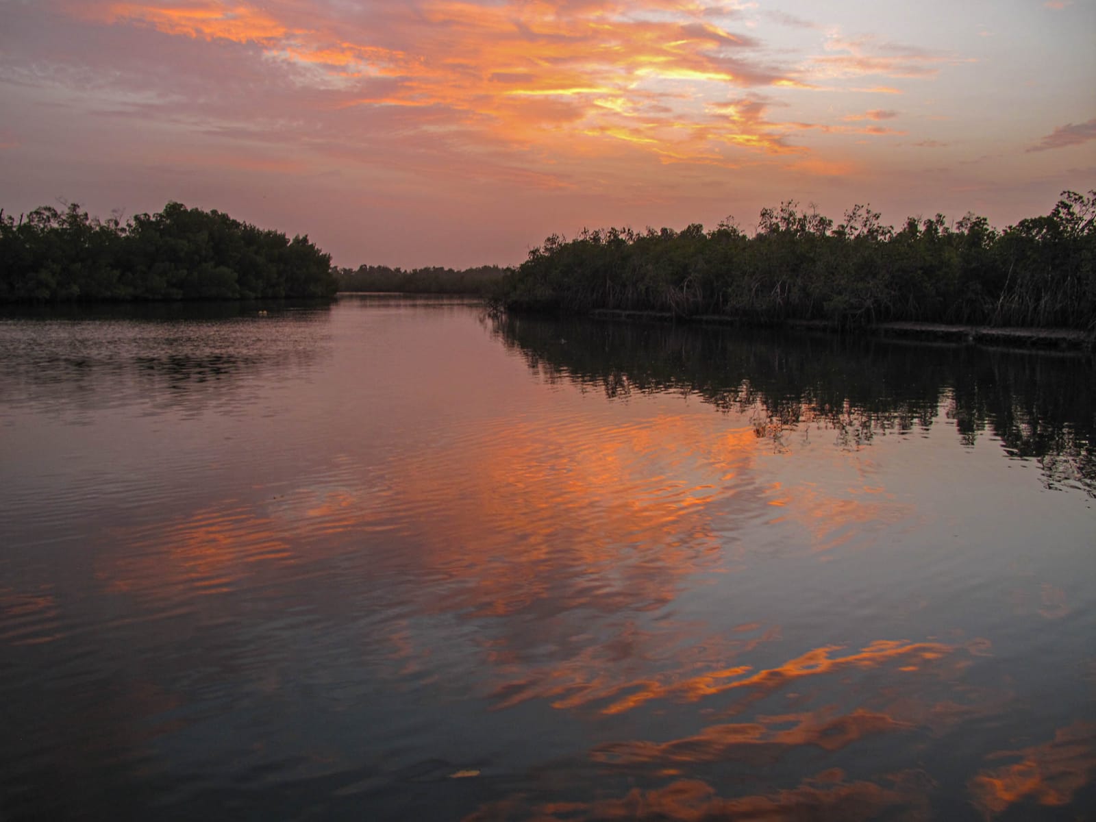 Sunrise over the mangroves at Makasutu Culture Forest