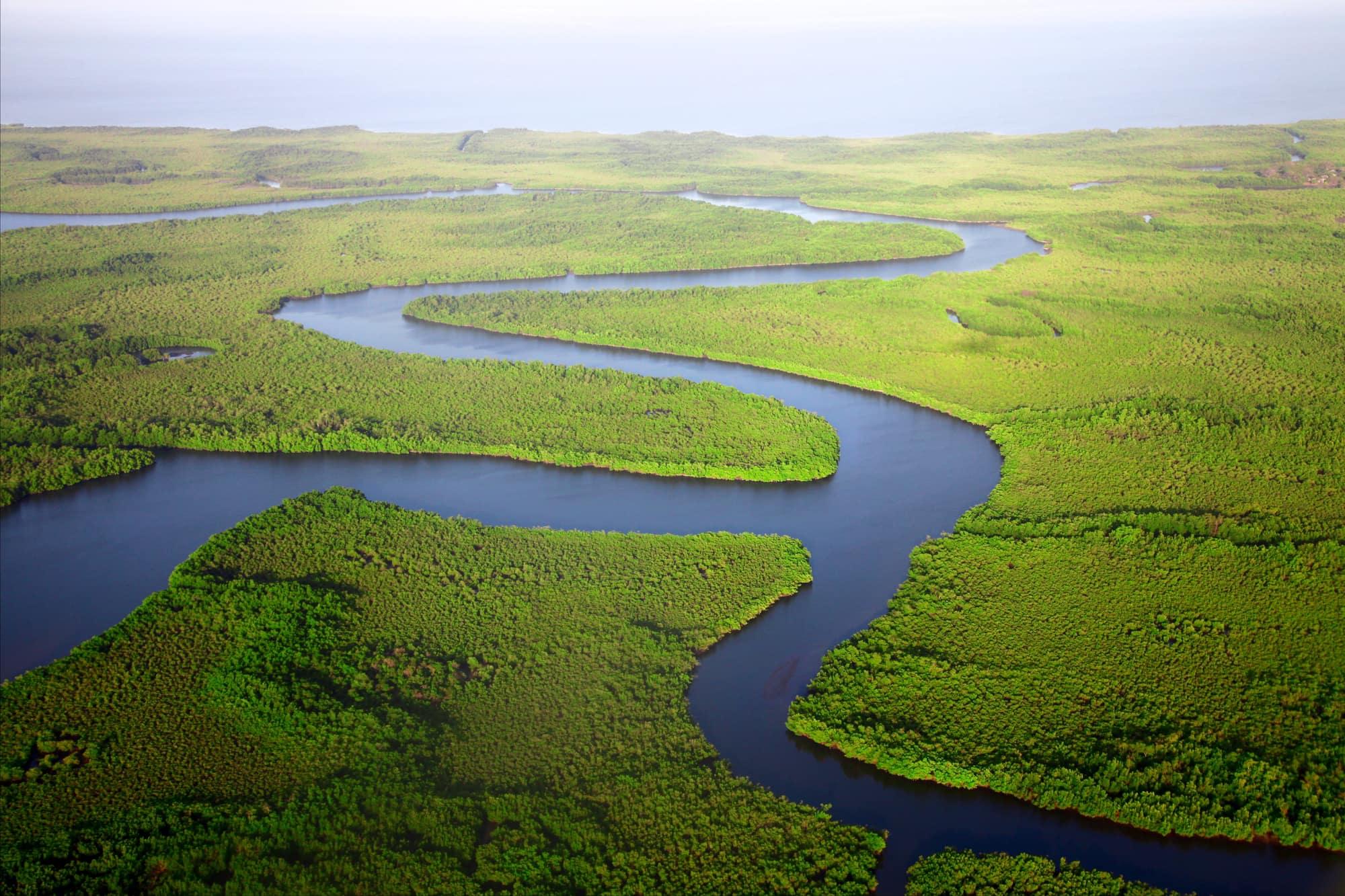 Aerial view of the River Gambia winding through mangrove forest