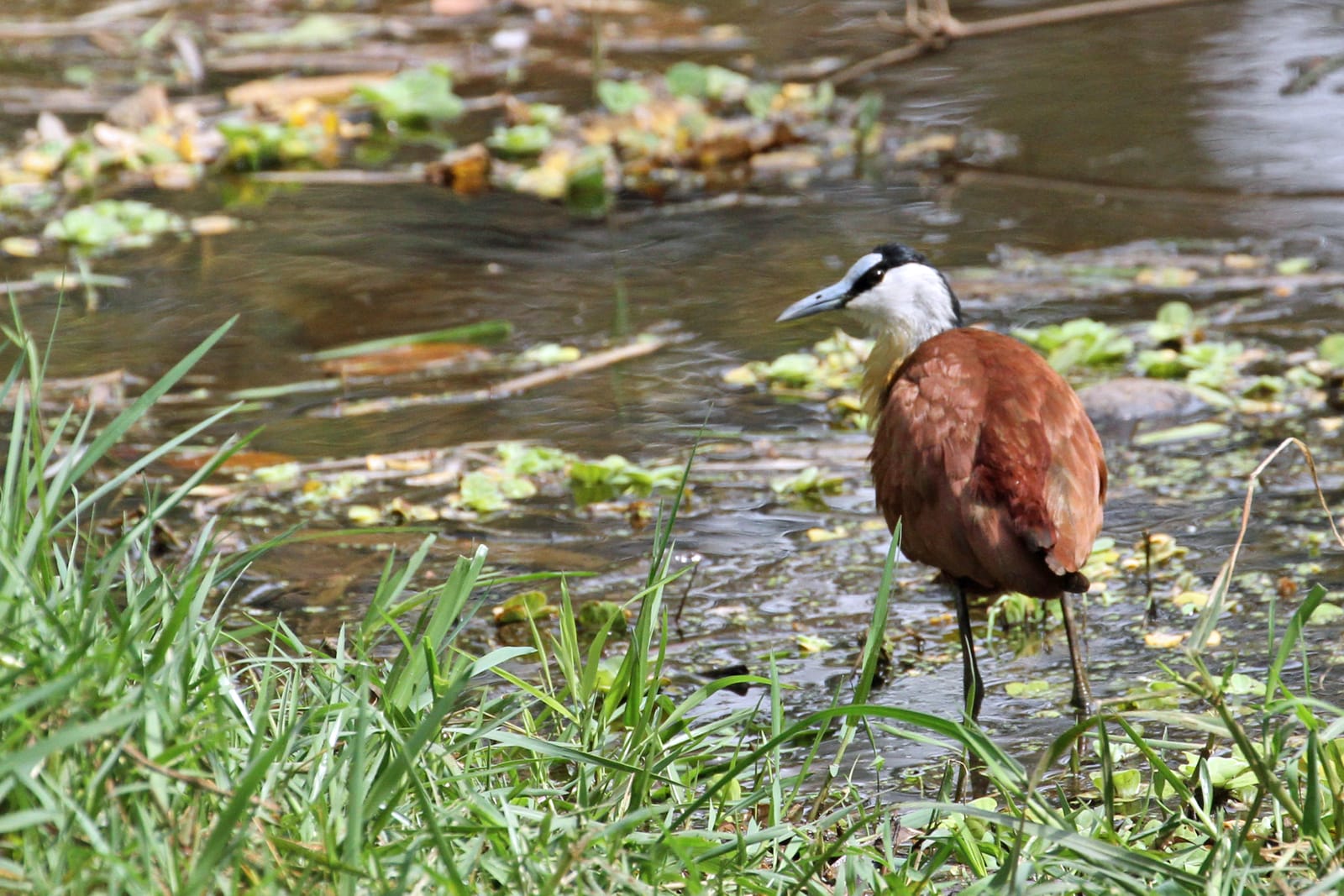 An African jacana walking across floating vegetation in a Gambian reserve