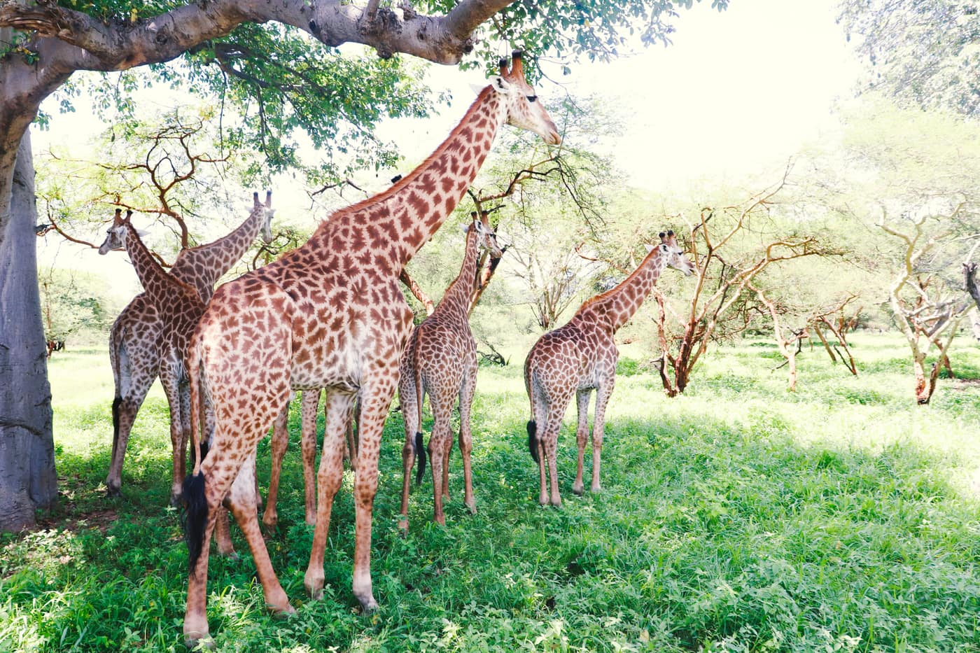 Giraffes in a West African wildlife reserve near the Gambian border