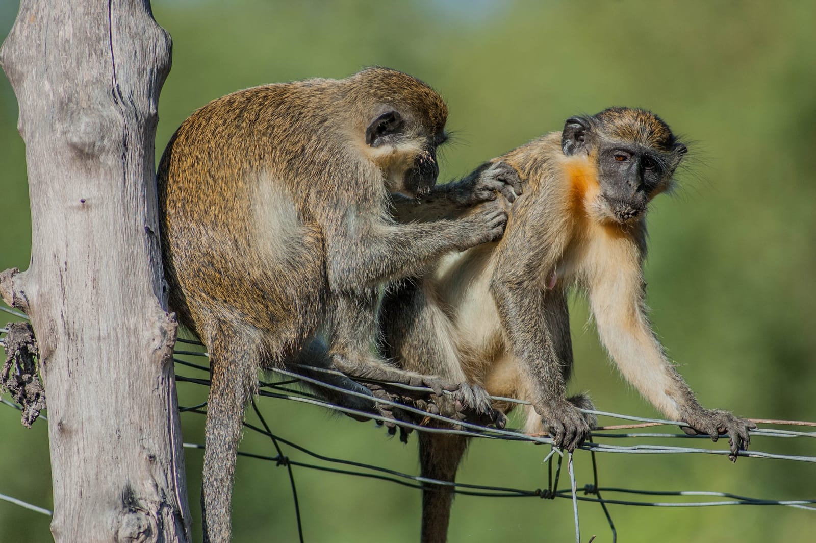 Green vervet monkeys in Bijilo Forest Park, The Gambia