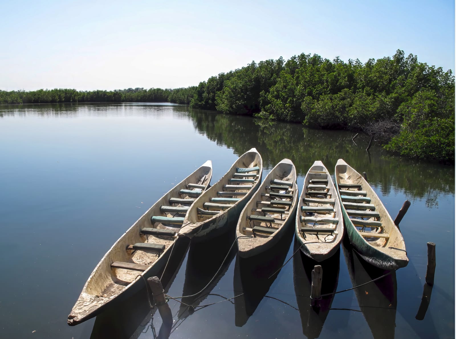 Traditional pirogues in a Gambian mangrove creek