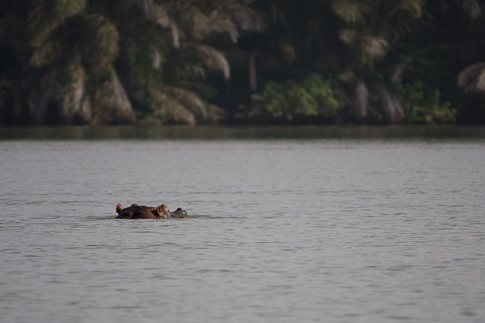 A hippopotamus in the River Gambia upstream of Janjanbureh